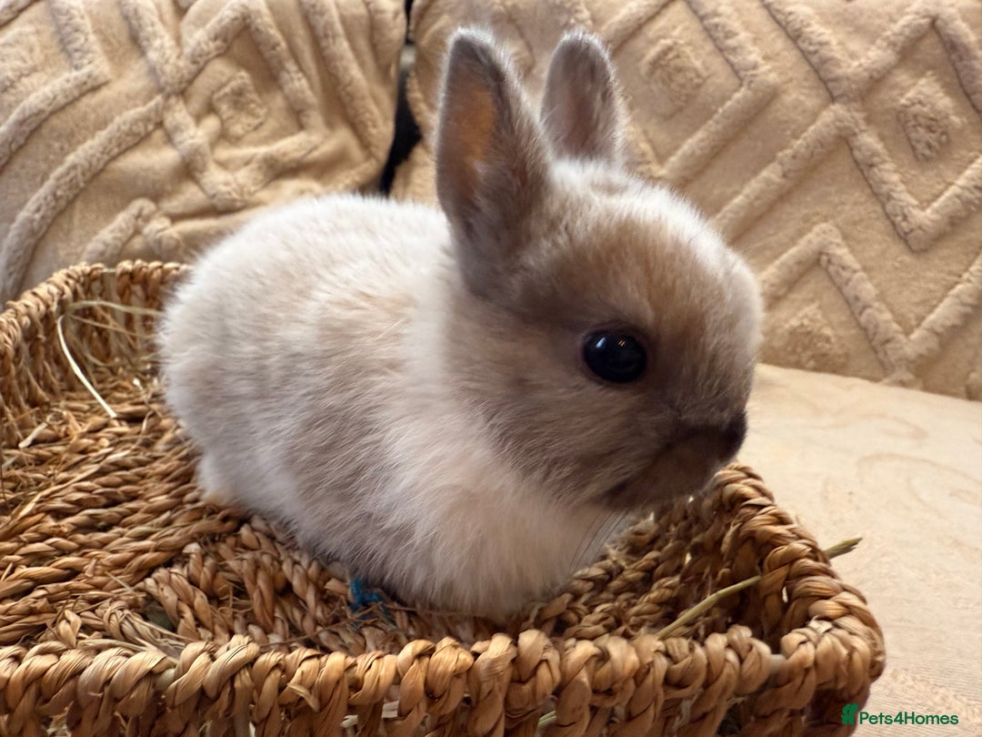 Netherland Dwarf rabbits for sale: 5 Adorable Netherland Dwarf Bunnies - Image 11
