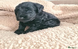 Labradoodle dogs for sale: Rare Roan Ebony Tiny/Mini Labradoodlese Puppies  - Image 13