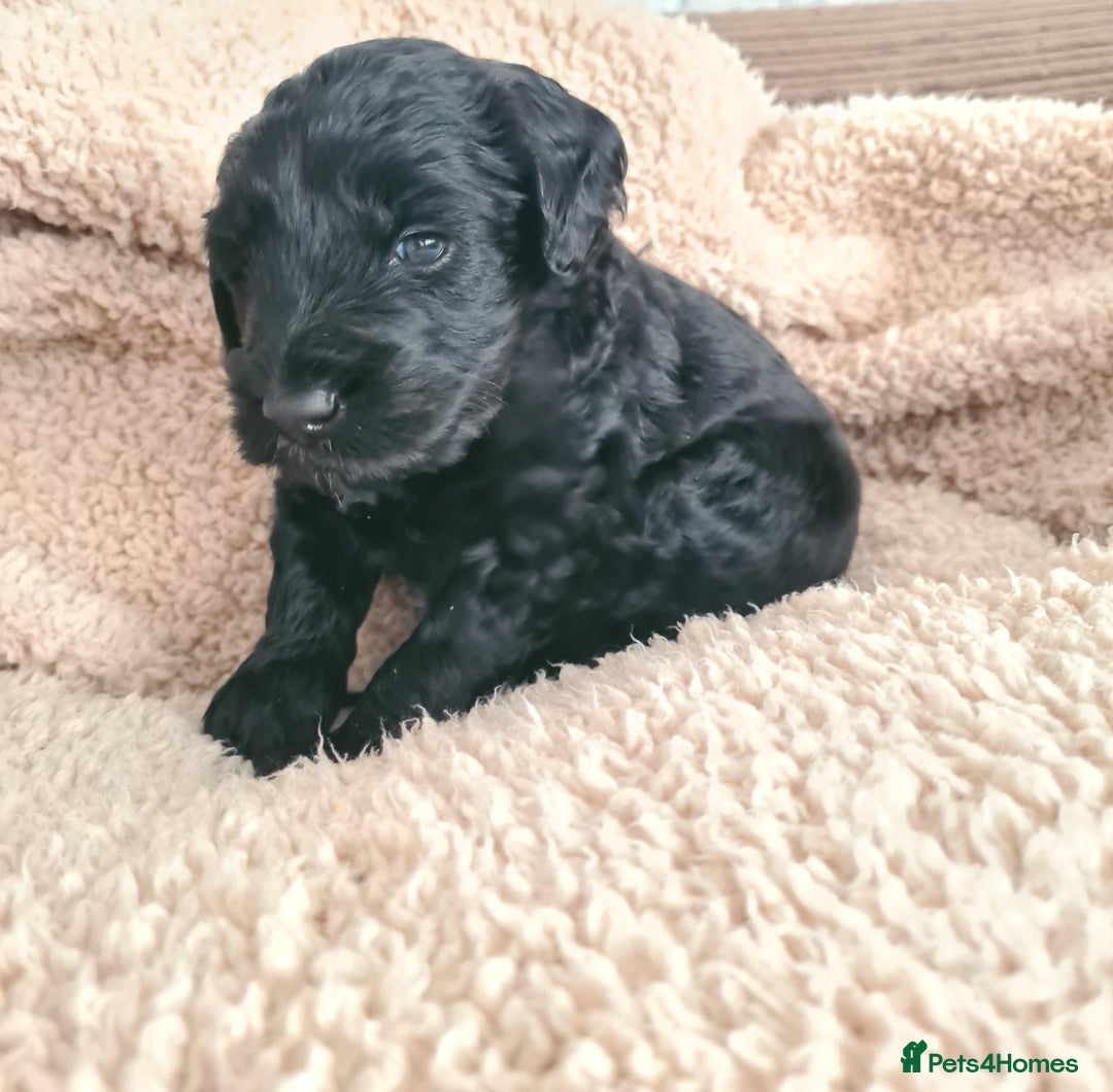 Labradoodle dogs for sale: Rare Roan Ebony Tiny/Mini Labradoodlese Puppies  - Image 13
