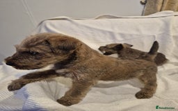 Irish Terrier dogs for sale: Home raised Irish terrier  - Image 6