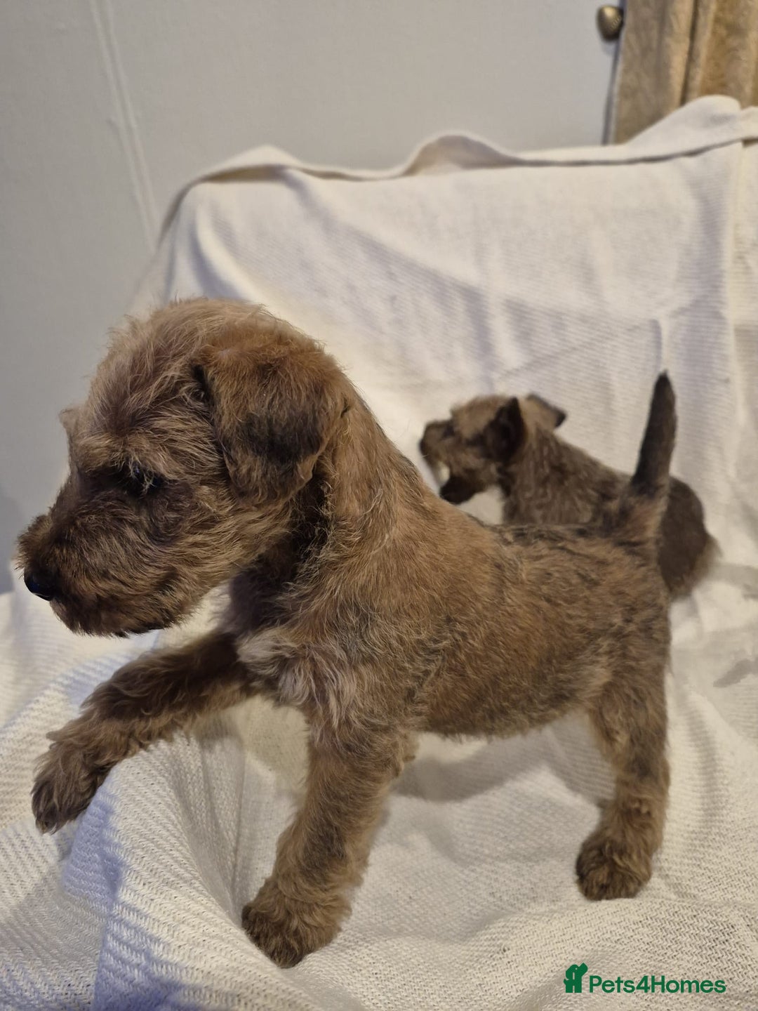 Irish Terrier dogs for sale: Home raised Irish terrier  - Image 6