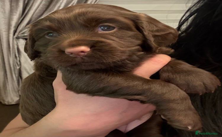 Cocker Spaniel dogs - Advert 3