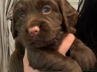 Cocker Spaniel dogs - Advert 6