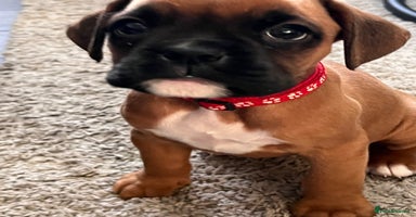 Boxer dogs - Advert 4