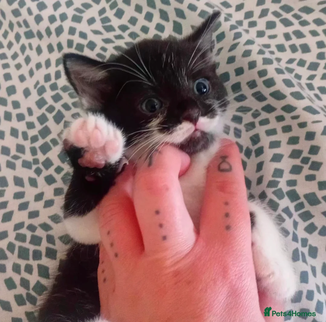 Mixed Breed cats for sale: Kittens for sale in Coventry - Advert 2