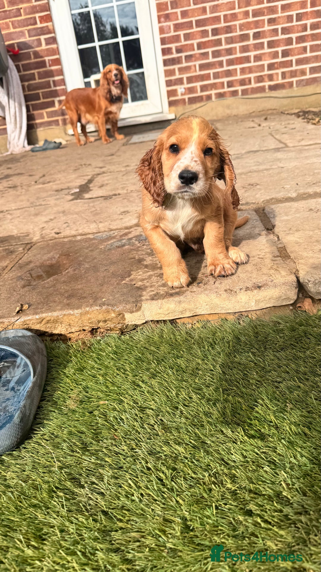 Cocker Spaniel dogs for sale: Cocker spaniel KC Registered,working type - Image 17