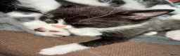 Domestic Shorthair cats for sale: Beautiful grey kittens  - Advert 14