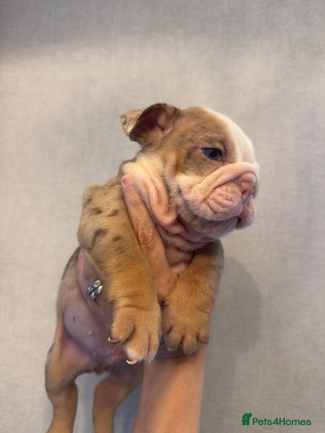 English Bulldog dogs for sale: **REDUCED **READY TO LEAVE CHUNKY ENGLISH BULLDOG - Image 24