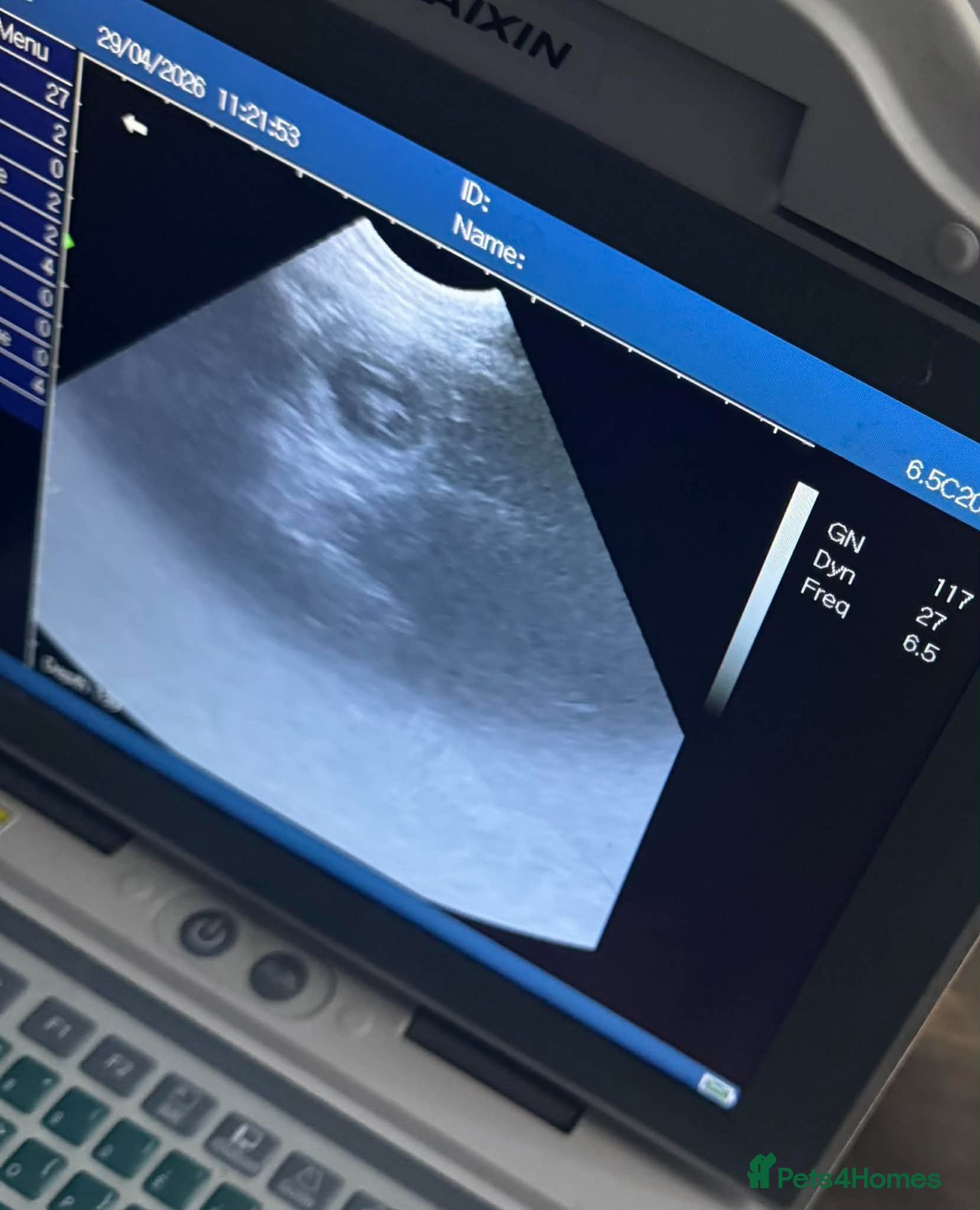 Bernese Mountain Dog dogs 🐾Bernese Mountain Dog Puppies Expected of May 🐾 - Advert 3