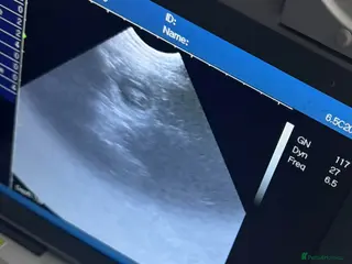 Bernese Mountain Dog dogs 🐾Bernese Mountain Dog Puppies Expected of May 🐾 - Advert 3