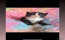 Mixed Breed cats for sale: beautiful kittens for sale(deposit required) - Image 5