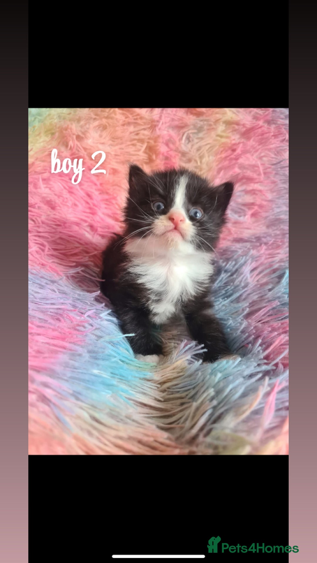 Mixed Breed cats for sale: beautiful kittens for sale(deposit required) - Image 5