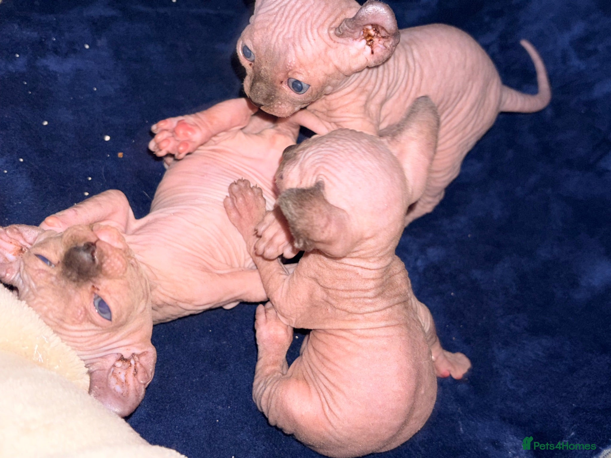 Sphynx cats All girls Sphynx kittens - Advert 1