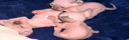 Sphynx cats for sale: All girls Sphynx kittens - Advert 1