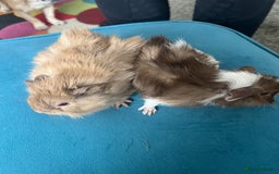 Guinea Pig rodents for sale: 2 male long haired guinea pigs - Image 2