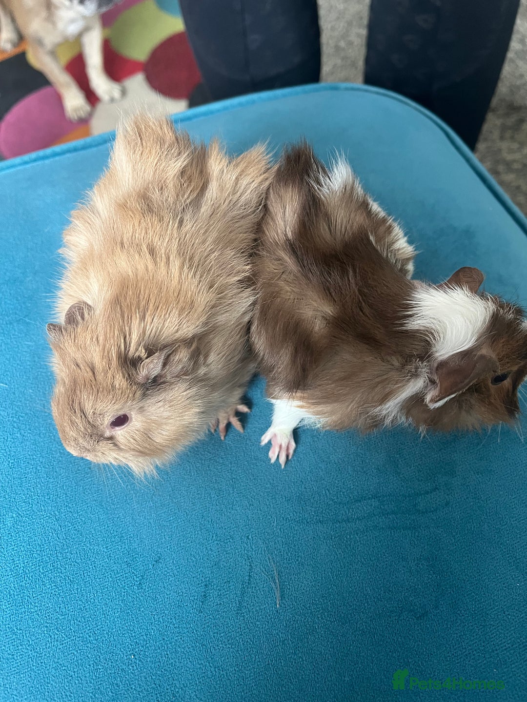 Guinea Pig rodents for sale: 2 male long haired guinea pigs - Image 2