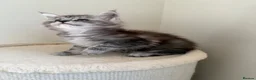 Maine Coon cats for sale: Pedigree TICA Champion Russian import line MCO - Advert 19