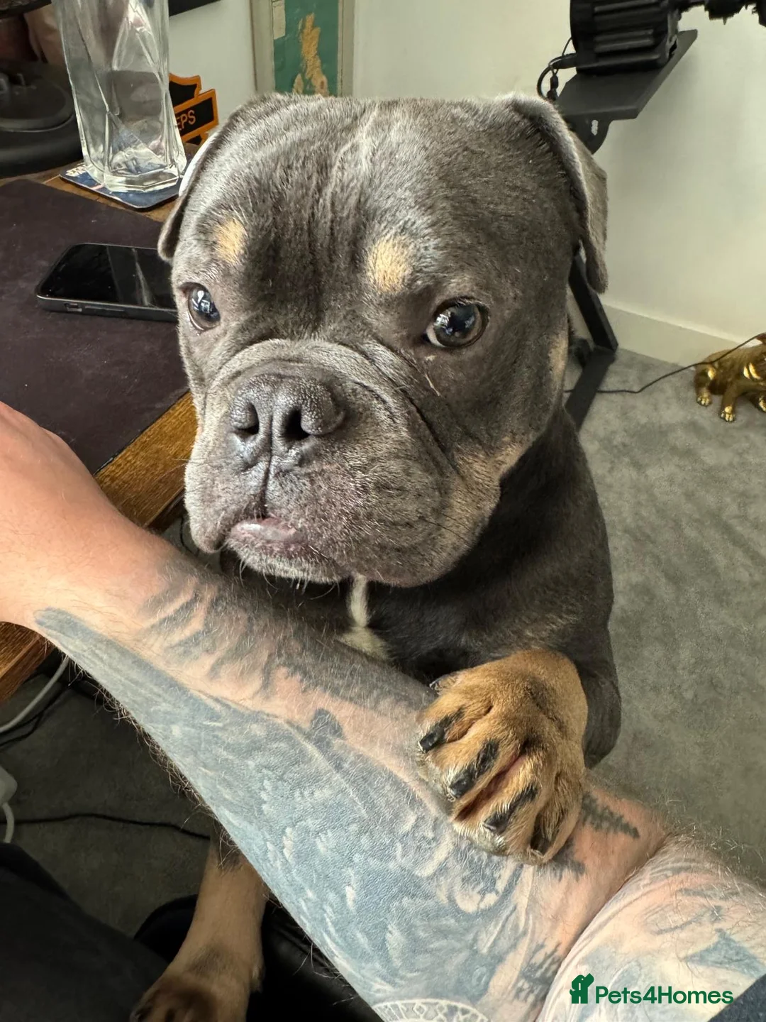 Mixed Breed dogs for sale: Beautiful year old male English x French Bulldog - Advert 2
