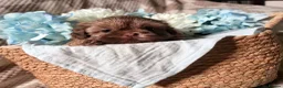 Shih Tzu dogs for sale: Stunning, chocolate KC reg tiny imperial shih tzu  - Advert 13