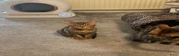 Bengal cats for sale: 🐾 BEAUTIFUL TICA REGISTERED BENGAL  – READY NOW  - Advert 20