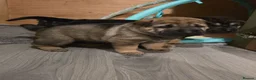 Mixed Breed dogs for sale: Shepard Peis - Advert 8