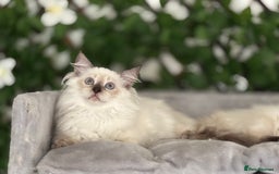 Ragdoll cats for sale: TICA, DNA tested, 5 gen pedigree  - Image 29