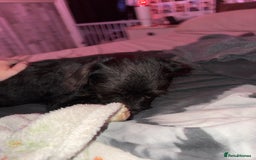 Mixed Breed dogs for sale: She is a female - Image 1