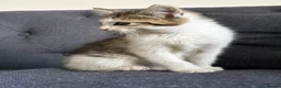 Mixed Breed cats for sale: Lovely mixed kittens  in Harrogate - Advert 6