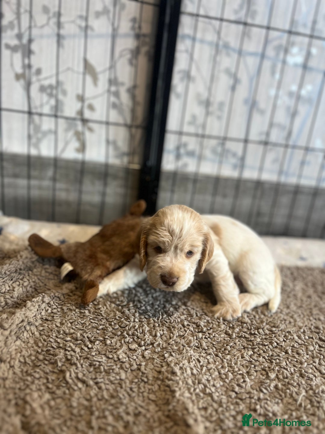 Cocker Spaniel dogs for sale: Cocker Spaniel Puppies - Advert 20