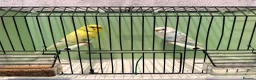 Budgerigars birds for sale: Breeding pair of budgies and one female budgie - Advert 6