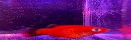 Live Bearers fish for sale: Guppies platies and Danios for sale  in Bromley - Advert 12