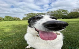 Mixed Breed dogs for adoption: 🐘Nellie🐘 for adoption, fostered in SHROPSHIRE - Image 10