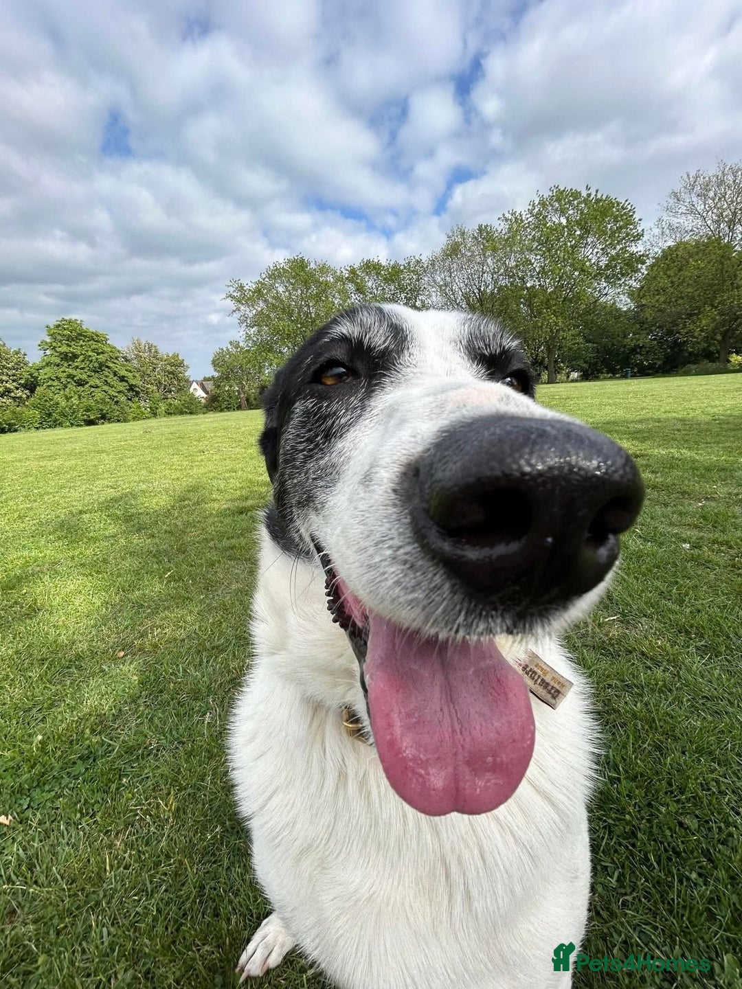 Mixed Breed dogs for adoption: 🐘Nellie🐘 for adoption, fostered in SHROPSHIRE - Image 10