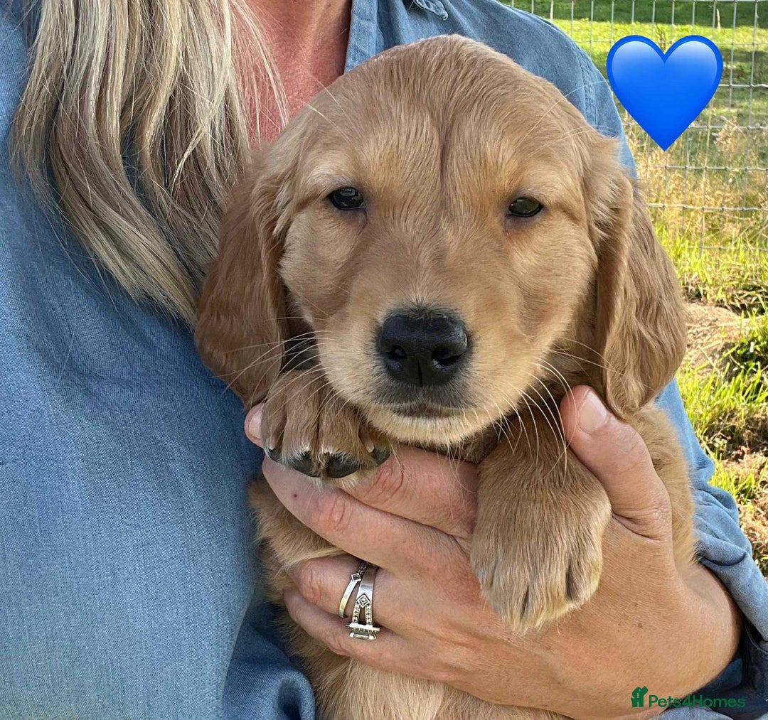 Golden Retriever dogs for sale: Beautiful KC Golden Retriever Puppies - Image 10