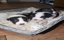 Mixed Breed dogs for sale: 1 puppy left, beautiful little girl 🩷🩷🩷 - Advert 7