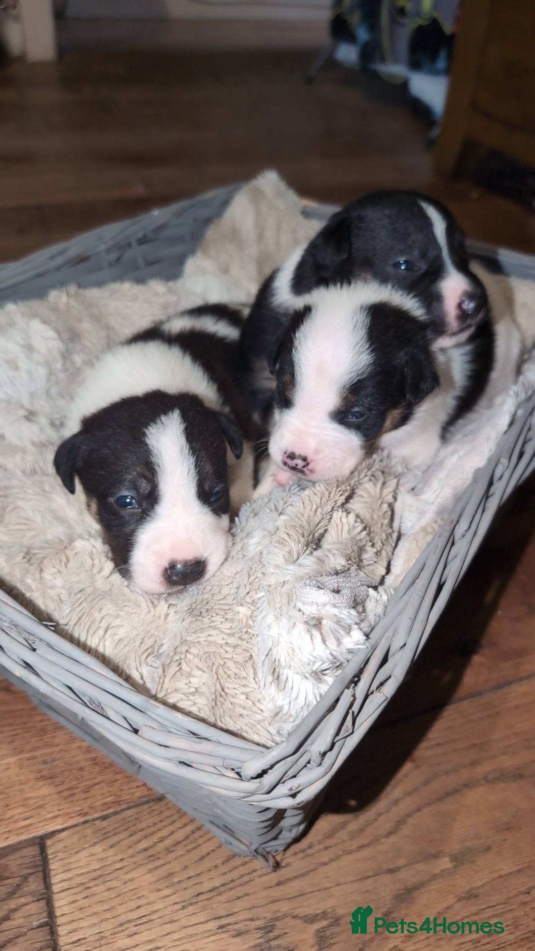 Mixed Breed dogs for sale: 1 puppy left, beautiful little girl 🩷🩷🩷 - Advert 7