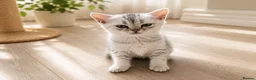 British Shorthair cats for sale: BSH GCCF , silver chinchilla & colour point Boys - Advert 13