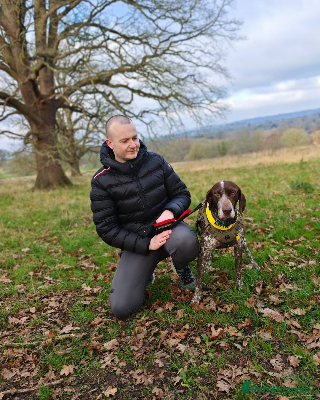 Pointer dogs for adoption: Shelby’s story has change, now it’s full of hope - Advert 11
