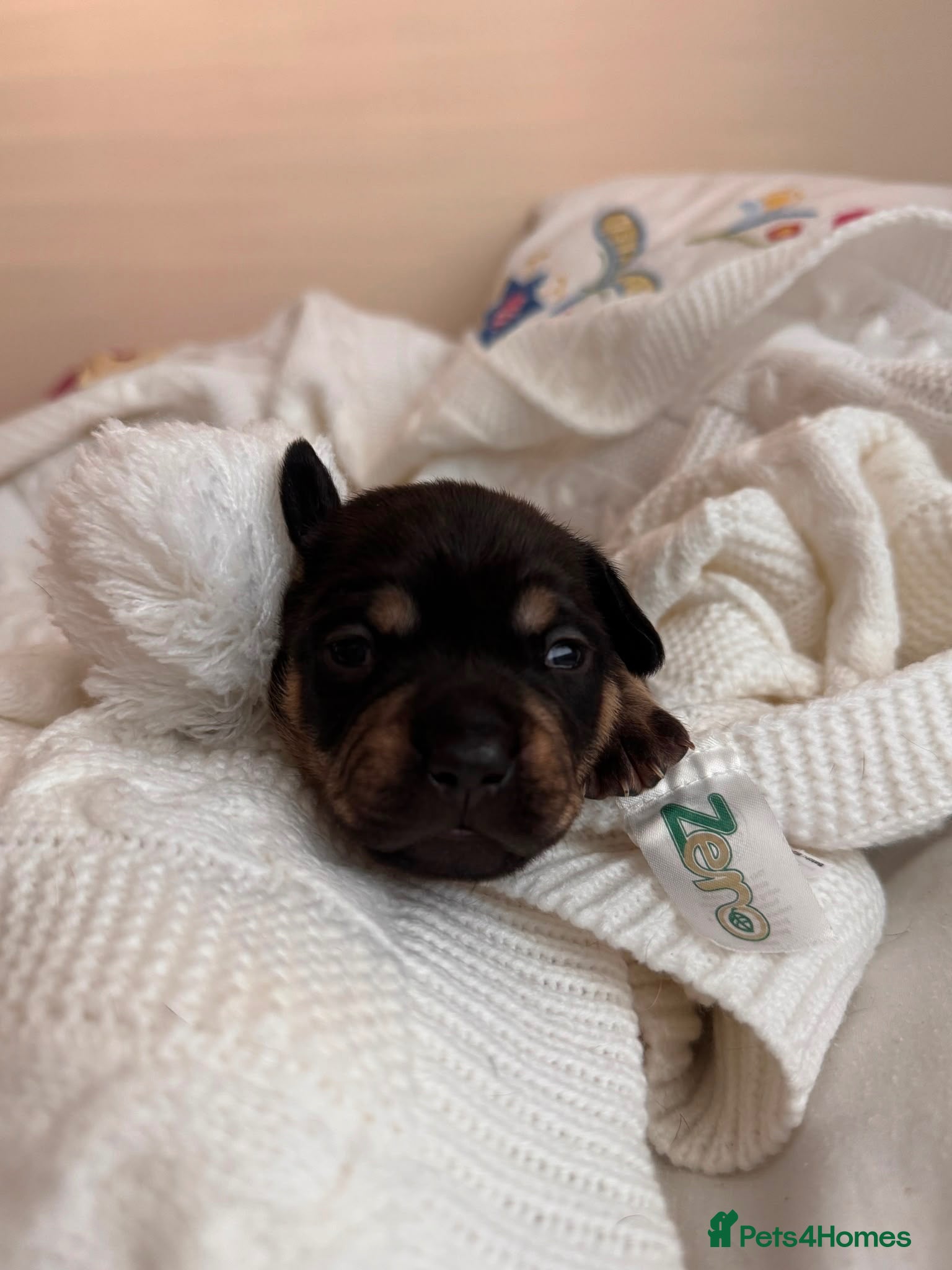 Mixed Breed dogs Miniature Daschund X Frenchie puppies - Advert 1