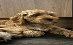 Cockapoo dogs for sale: Cockapoo in Chesterfield - Image 20