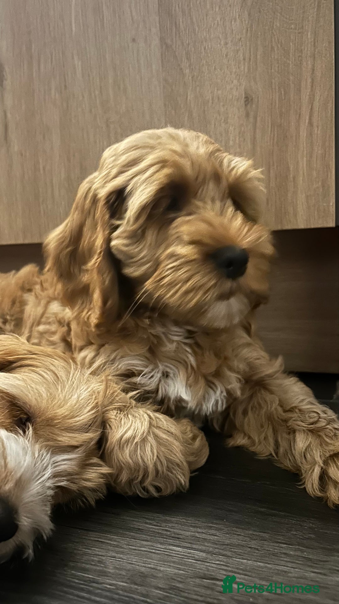 Cockapoo dogs for sale: Cockapoo in Chesterfield - Image 20