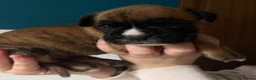 Boxer dogs for sale: Beautiful Boxers - Advert 12