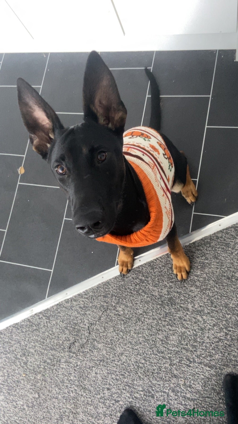 Mixed Breed dogs Kong🐾 9 month Belgian mal x dobermann x gsd - Advert 3