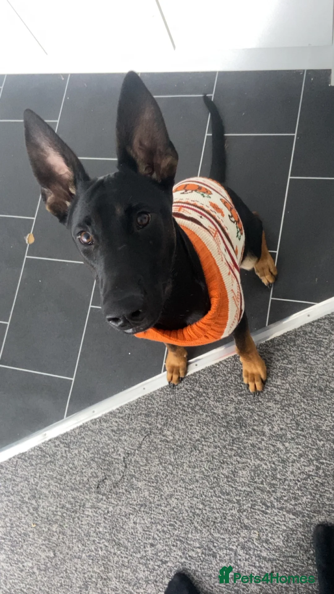 Mixed Breed dogs for sale: Kong🐾 9 month Belgian mal x dobermann x gsd in Liverpool - Advert 1