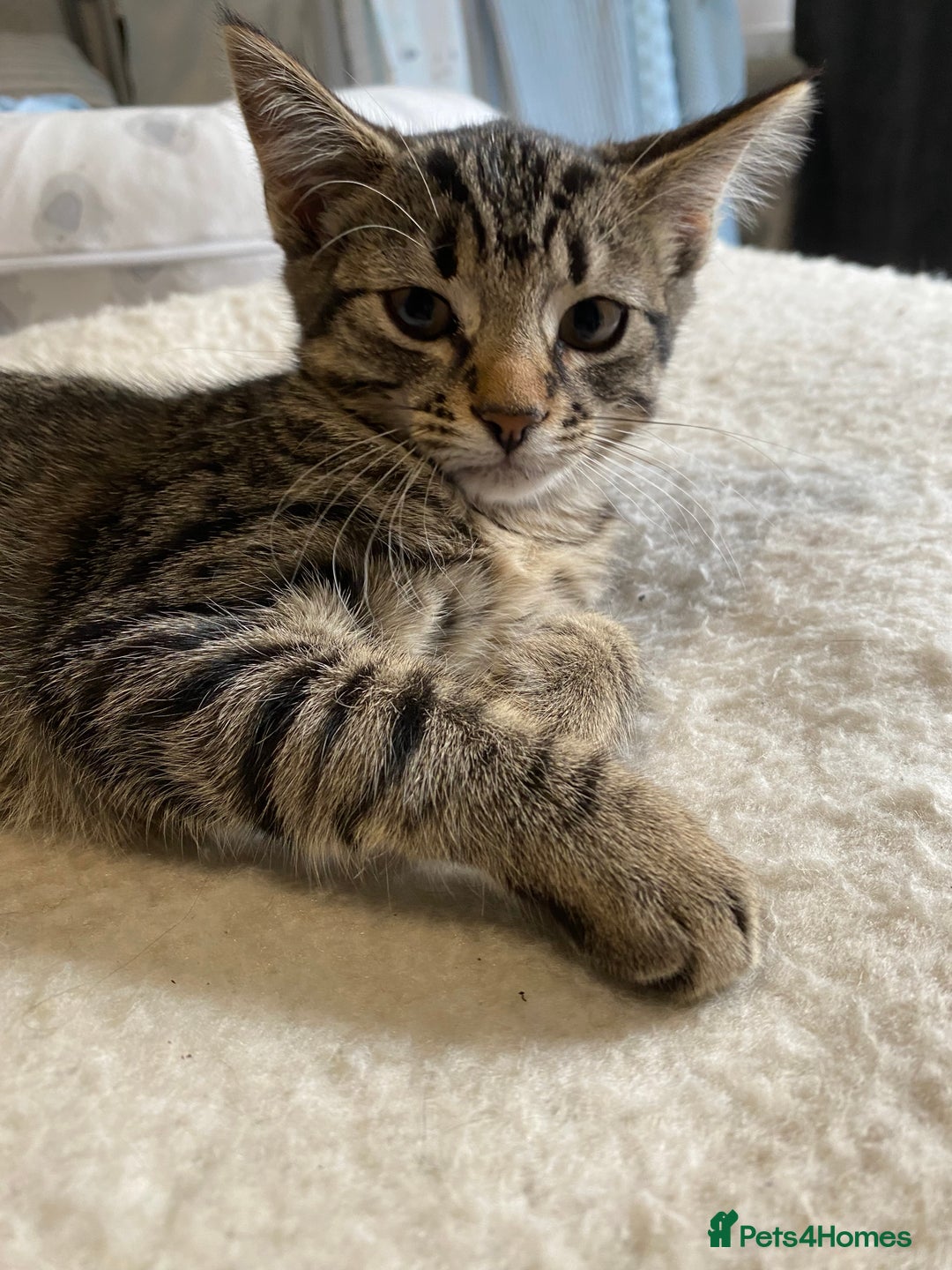 Mixed Breed cats for sale: READY NOW gorgeous brown tabby female kittens   in Ware - Image 12