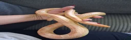 Corn Snake reptiles for sale: Various corn snakes for sale, Snow Tessera & more - Advert 25