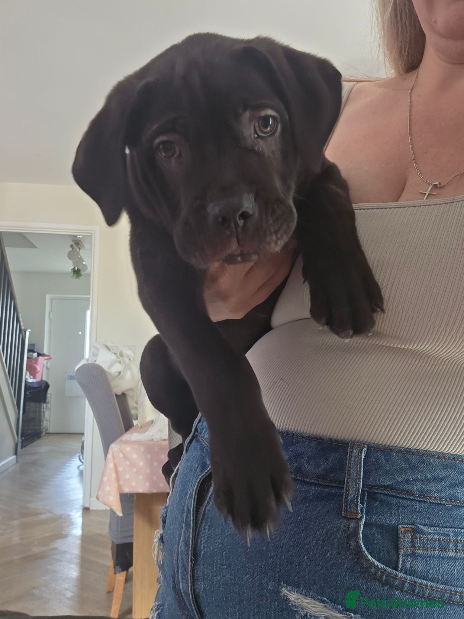 Cane Corso dogs READY FOR HOMES - Cane Corso Puppies  - Advert 1