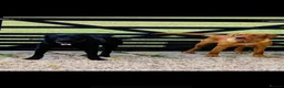 Labrador Retriever dogs for sale: Beautiful chunky black lab puppies  - Advert 9