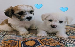 Cavachon dogs for sale: Cavachon Puppies - excellent example!  - Image 19