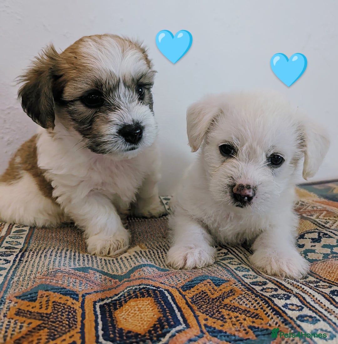 Cavachon dogs for sale: Cavachon Puppies - excellent example!  - Image 19